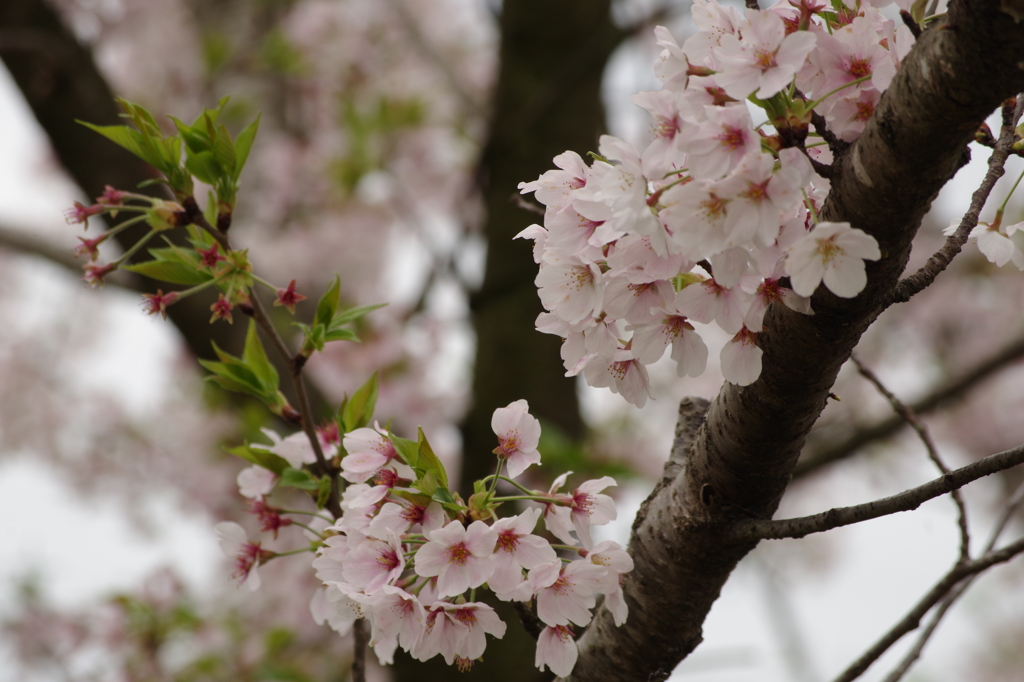 鈴鹿フラワーパーク_桜