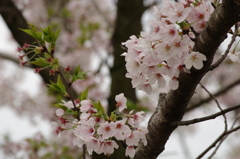 鈴鹿フラワーパーク_桜