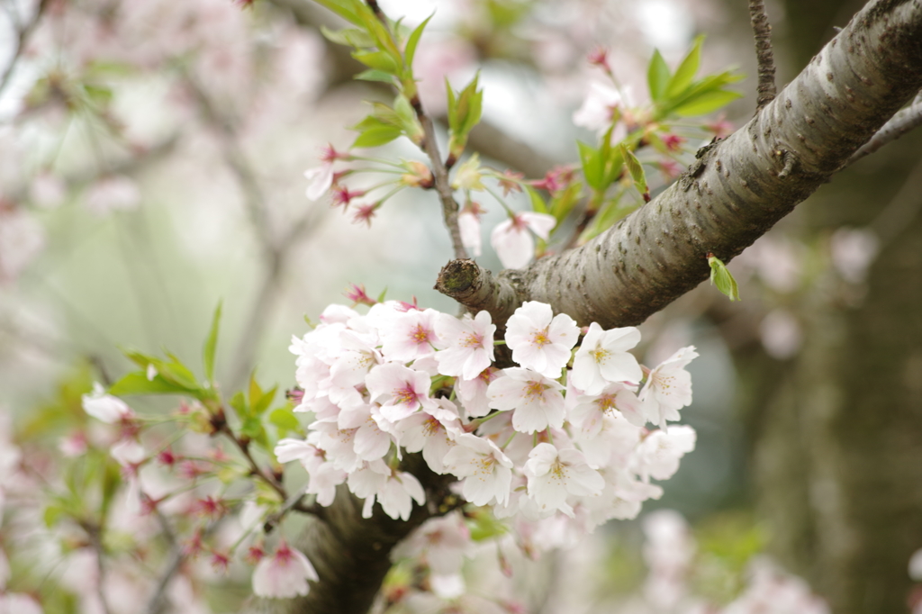 鈴鹿フラワーパーク_桜
