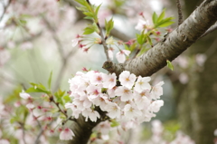 鈴鹿フラワーパーク_桜
