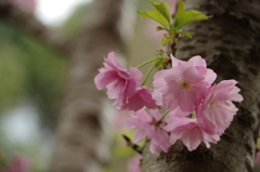 八重桜