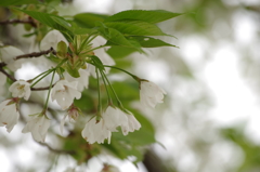 鈴鹿フラワーパーク_桜