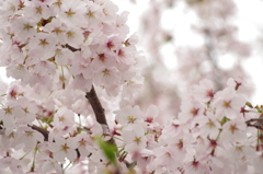 鈴鹿フラワーパーク_桜