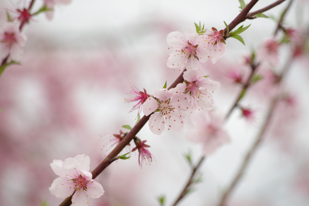 鈴鹿フラワーパーク_桜