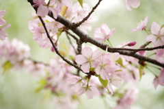 鈴鹿フラワーパーク_桜