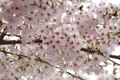 鈴鹿フラワーパーク_桜