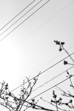 桜のつぼみたち。