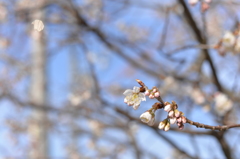 桜が咲きましたね。