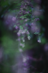 通草の花