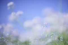 浜大根の花