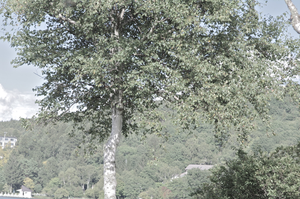 IMGP3680