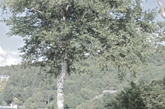 IMGP3680