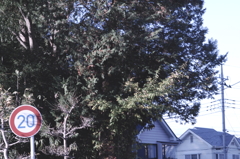 IMGP3811