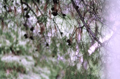 IMGP4061