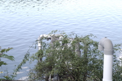 IMGP3743