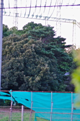 IMGP3386
