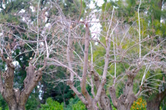 IMGP4214
