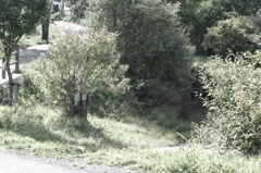 IMGP3732