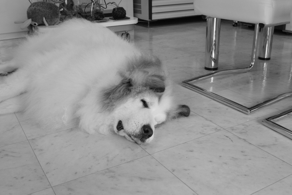 お昼、お店番してるココたま