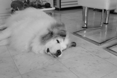 お昼、お店番してるココたま