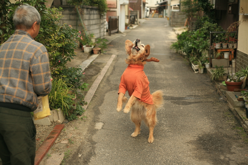 わんわんクッキーをキャッチするみゅうちゃん