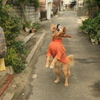 わんわんクッキーをキャッチするみゅうちゃん