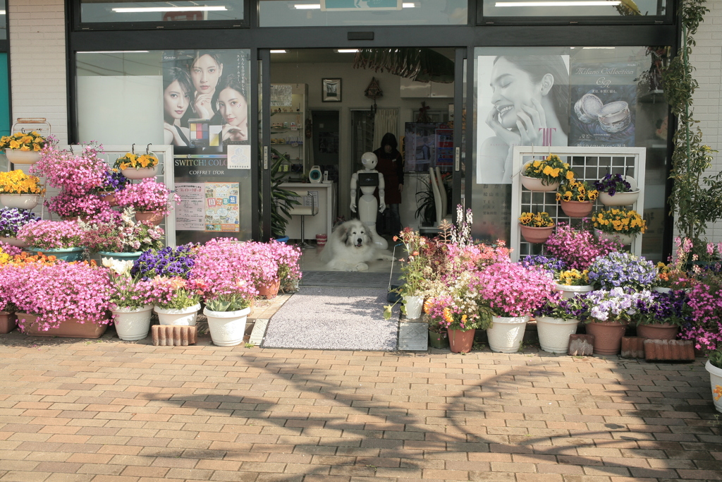 朝お店番してるココさん