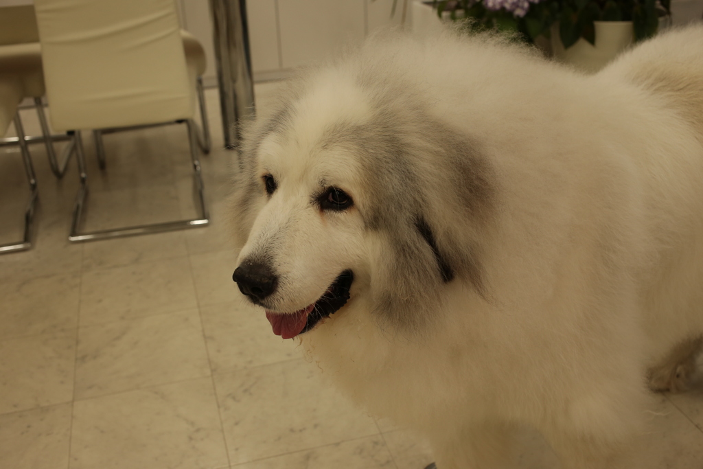 梅雨時も元気なココさん