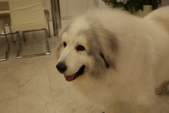 梅雨時も元気なココさん