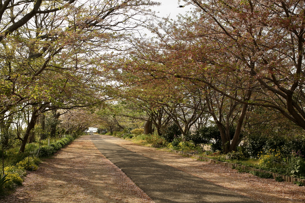 サクラも終わっちゃったな