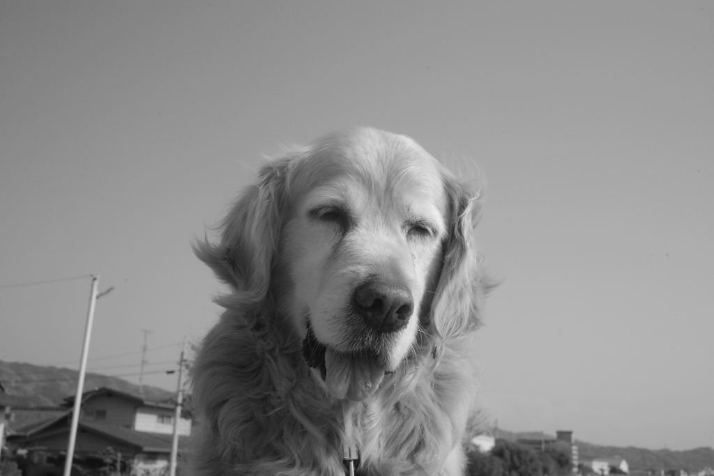 みゅうちゃんと散歩