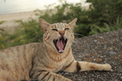 あご外れますぜ