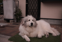 ココちゃん＠おかべ薬局