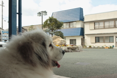 ココちゃんの散歩を頼まれる　３