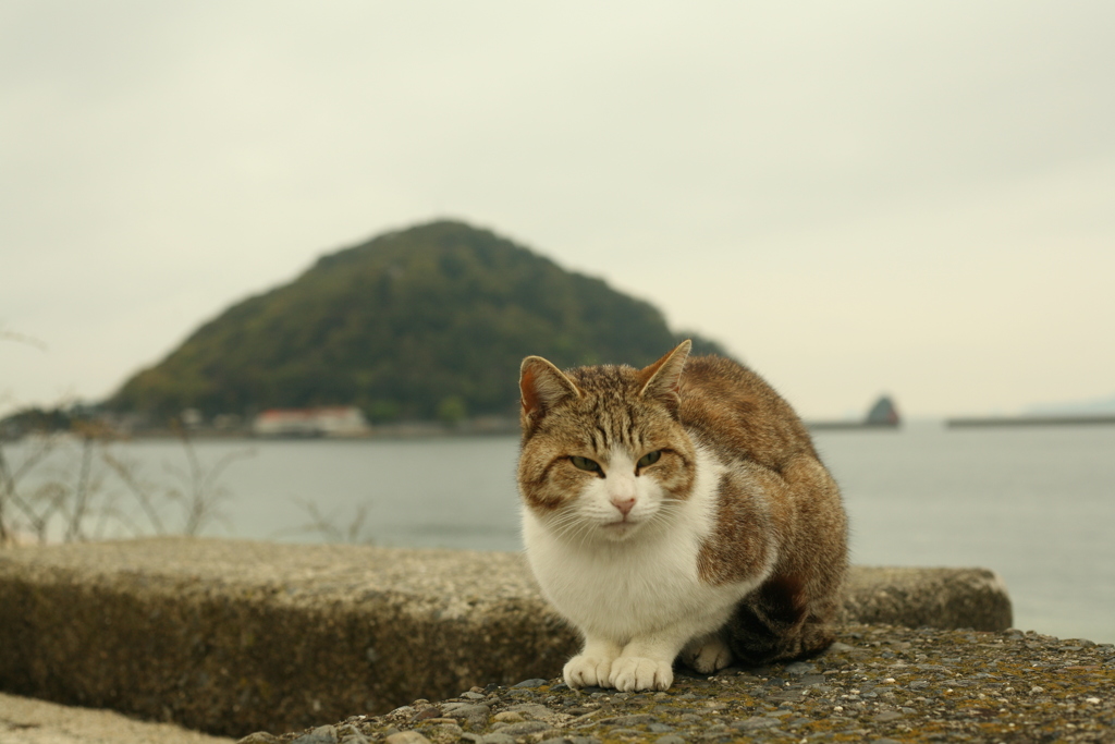トム君と鹿島