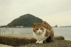 トム君と鹿島