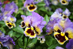 ココちゃんところの花