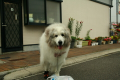 おやつ煮干しを持ってたらデレデレのココ様