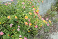 741円で落札のシグマレンズにて