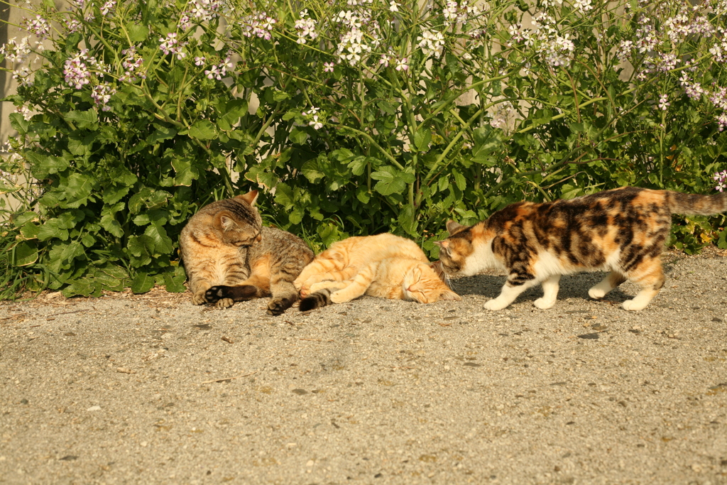 春日和＠2019-03-28