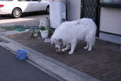 朝、番犬してるココさん
