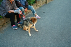 井戸端会議に参加してるクロちゃん