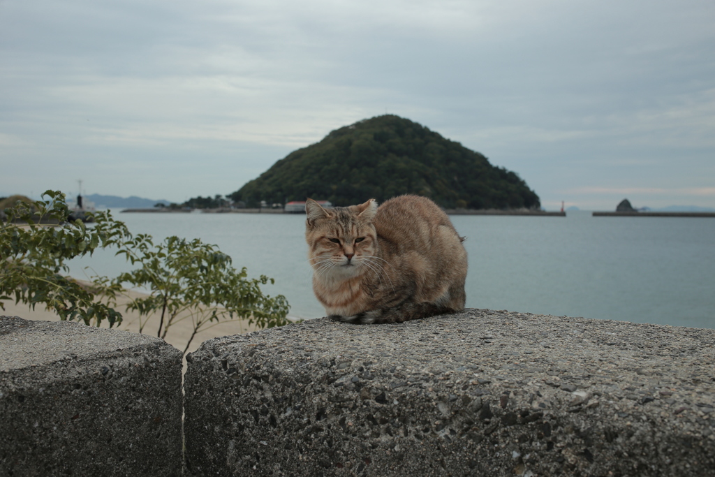 ねこ