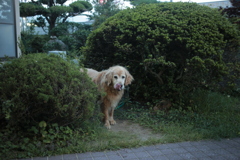 ひょっこりはんなみゅうちゃん