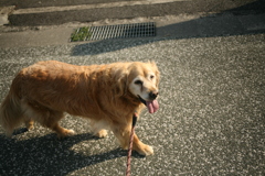 みゅうちゃんと散歩に行く