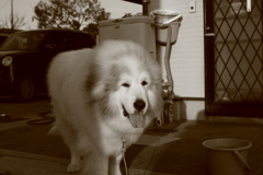 お尻舐めてからペロペロしてくれるココさん