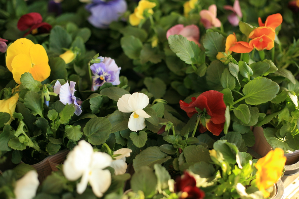 売り物の花の見た目を盗む