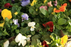 売り物の花の見た目を盗む