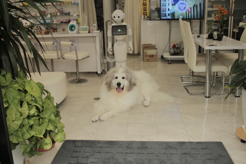 お店番してるココちゃん