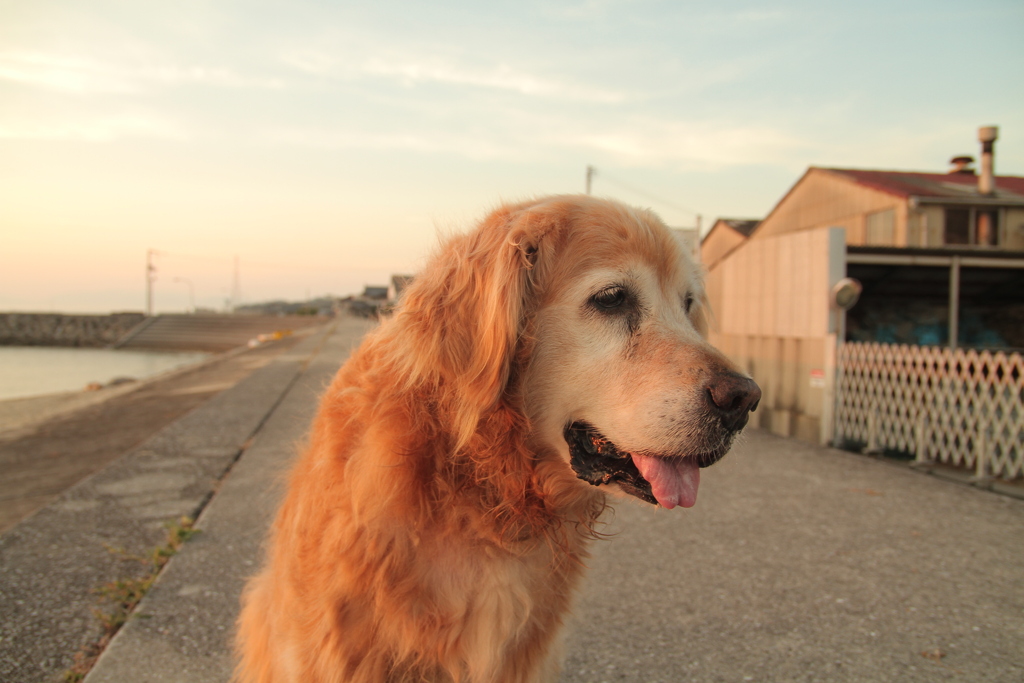 みゅうちゃんと散歩